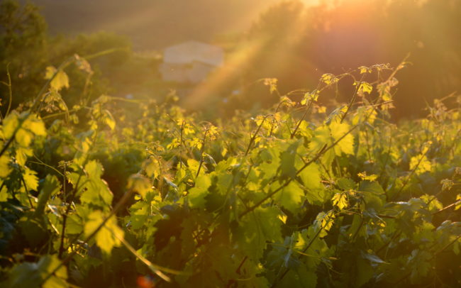 Vineyard in Penedés