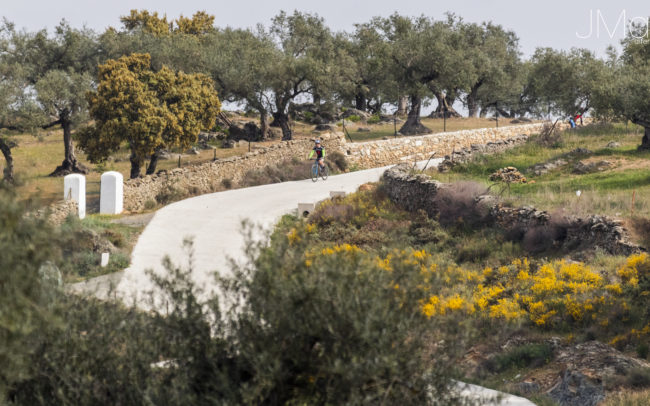 Aracena Sierra, landscape of olive trees and oaks