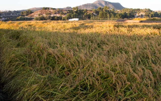 Calasparra rice fields