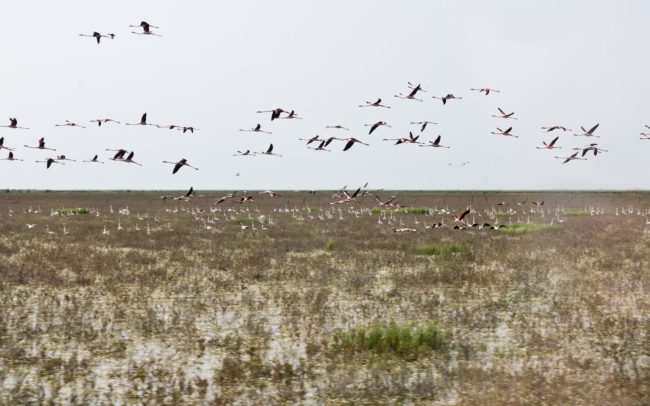 Doñana National Park