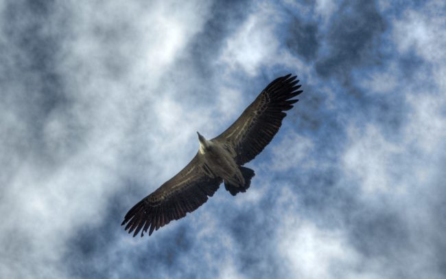 Griffon Vulture in Monfragüe