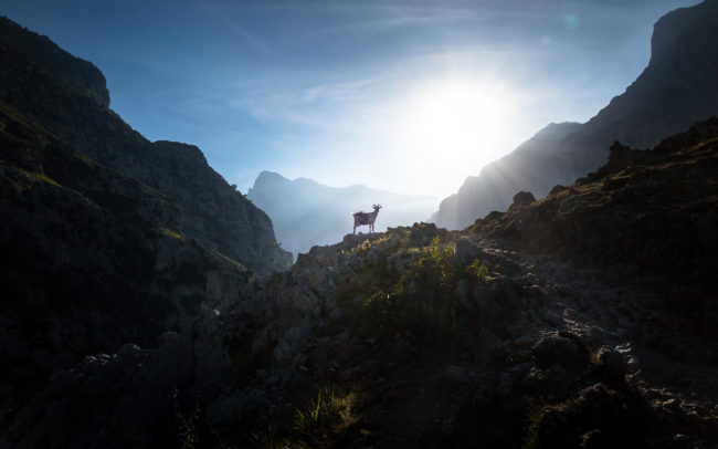 Picos de Europa