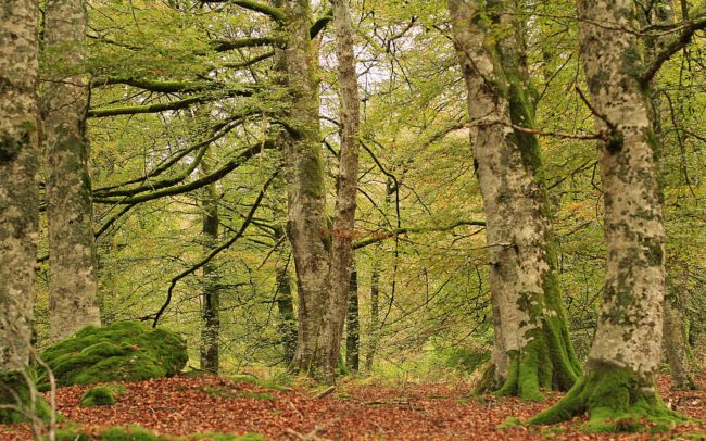 basque country and north of Spain Selva de Irati, Pyrenees at Spain Private Guides