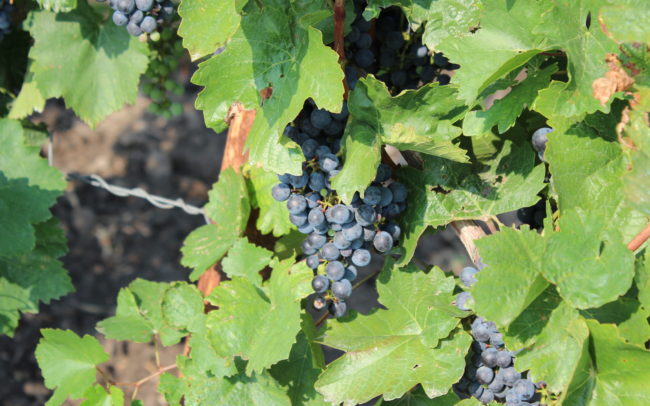 La Rioja, Spain