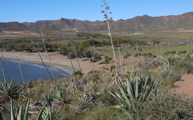 Cabo de Gata, Genoveses bay