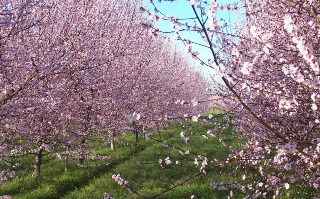Spain Private Guides, peach bloom in Extremadura at Flickr
