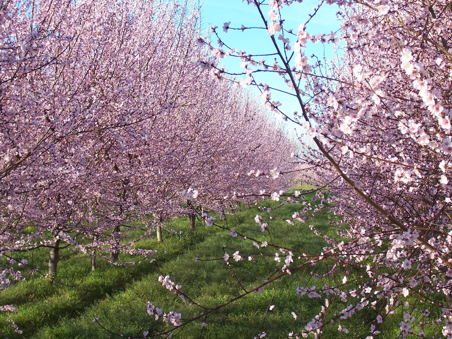 Spain Private Guides, peach bloom in Extremadura at Flickr Spain Private Guides, peach bloom in Extremadura at Flickr